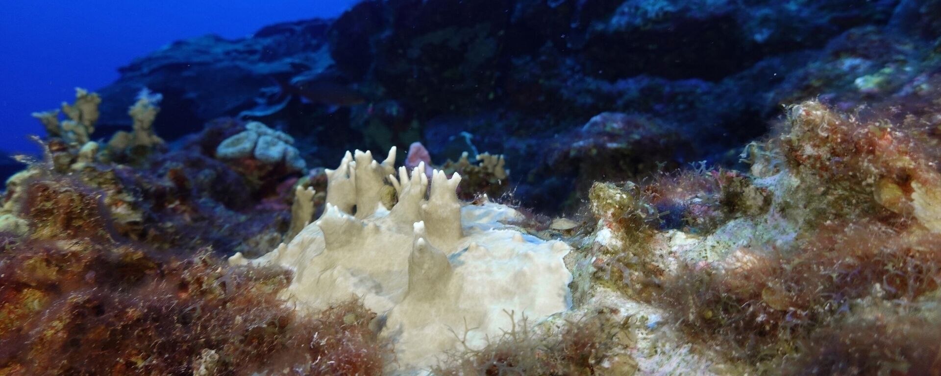 Vida marítima en el Golfo de México - Sputnik Mundo, 1920, 22.05.2025