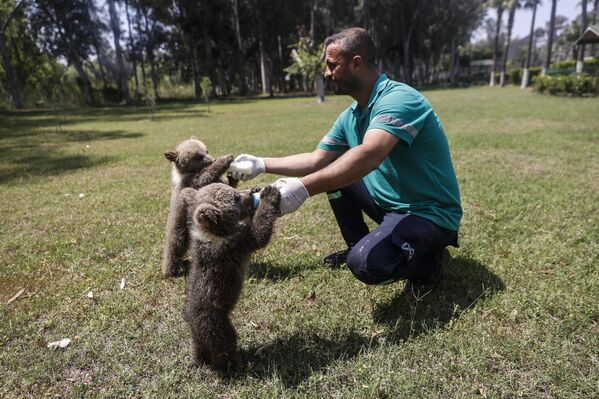 Los oseznos pardos, llamados Fred y Barney, fueron llevados al parque natural de Tarsus, en la ciudad de Mersin, en Turquía, tras ser encontrados en una cueva de Sivas. Los cachorros, alimentados con leche de cabra en biberón y fruta, se trasladan a la zona verde para que se acostumbren a su entorno natural. Los oseznos pardos, llamados Fred y Barney, fueron llevados al parque natural de Tarsus, en la ciudad de Mersin, en Turquía, tras ser encontrados en una cueva de Sivas. Los cachorros, alimentados con leche de cabra en biberón y fruta, se trasladan a la zona verde para que se acostumbren a su entorno natural. - Sputnik Mundo