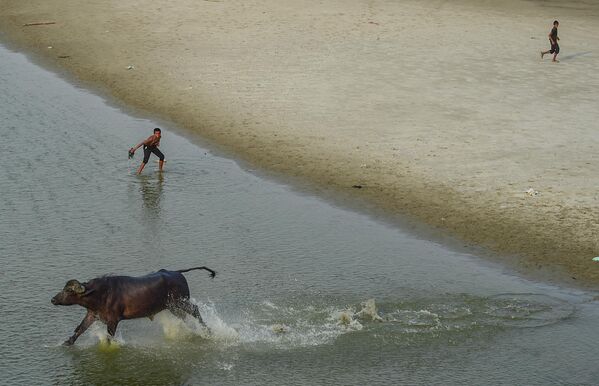 Un toro cruza aguas poco profundas en el río Ganges, a las afueras de Allahabad, en la India.Amplias zonas del norte del país, incluidos estados indios de Uttar Pradesh, Haryana, Punjab y partes de Bihar, sufren actualmente condiciones similares a la sequía, debido a la escasez e irregularidad de las lluvias monzónicas, lo que provoca un importante estrés agrícola e hídrico. La situación se ve agravada por la desigual distribución de las precipitaciones y el agotamiento de las aguas subterráneas, lo que aumenta la preocupación por la pérdida de cosechas. Un toro cruza aguas poco profundas en el río Ganges, a las afueras de Allahabad, en la India.Amplias zonas del norte del país, incluidos estados indios de Uttar Pradesh, Haryana, Punjab y partes de Bihar, sufren actualmente condiciones similares a la sequía, debido a la escasez e irregularidad de las lluvias monzónicas, lo que provoca un importante estrés agrícola e hídrico. La situación se ve agravada por la desigual distribución de las precipitaciones y el agotamiento de las aguas subterráneas, lo que aumenta la preocupación por la pérdida de cosechas. - Sputnik Mundo