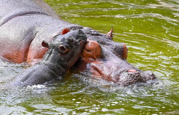 Una hembra de hipopótamo junto a su cría de dos días en el zoo de Nueva Deli, en la India. El hipopótamo pequeño nació en el Parque Zoológico Nacional de la capital india tras un intervalo de cuatro años sin que su madre tuviera cría. Una hembra de hipopótamo junto a su cría de dos días en el zoo de Nueva Deli, en la India. El hipopótamo pequeño nació en el Parque Zoológico Nacional de la capital india tras un intervalo de cuatro años sin que su madre tuviera cría. - Sputnik Mundo