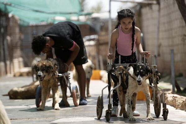 Un refugio fundado por un amante de los animales para dar cobijo a miles de mascotas callejeras en Damasco, Siria. Henadi Mujtasib, amante de los animales, ha convertido en una estructura institucional en la capital siria, lo que comenzó como un empeño individual para llevar esperanza a miles de animales vagabundos. El STAR (Equipo Sirio de Rescate de Animales) funciona ahora en un terreno de dos acres y proporciona refugio, cuidados y servicios médicos a unos 1.830 perros y 816 gatos. Un refugio fundado por un amante de los animales para dar cobijo a miles de mascotas callejeras en Damasco, Siria. Henadi Mujtasib, amante de los animales, ha convertido en una estructura institucional en la capital siria, lo que comenzó como un empeño individual para llevar esperanza a miles de animales vagabundos. El STAR (Equipo Sirio de Rescate de Animales) funciona ahora en un terreno de dos acres y proporciona refugio, cuidados y servicios médicos a unos 1.830 perros y 816 gatos. - Sputnik Mundo