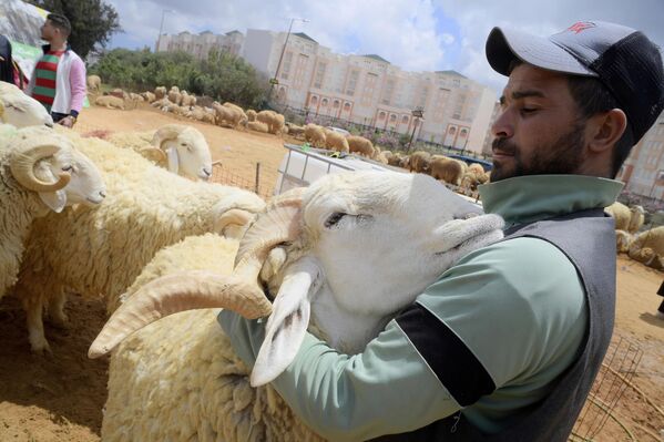 Eíd al Adha (Fiesta del sacrificio) es una festividad islámica que marca el final de la peregrinación a La Meca y que, según la tradición, está relacionada con el sacrificio de un animal, a menudo una oveja.  En la foto: un hombre acariciando a una oveja antes de la festividad del Aíd al Adha en Argelia. - Sputnik Mundo