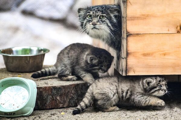 El manul (Otocolobus manul) es un mamífero carnívoro de la familia de los felinos, con un peso de hasta 5 kg. Habita en una amplia zona de Asia: la Siberia rusa, Mongolia, el Tíbet y algunas otras regiones.En la foto: la manul llamada Mía y sus cachorros recién nacidos en el zoológico de la ciudad rusa de Novosibirsk. - Sputnik Mundo