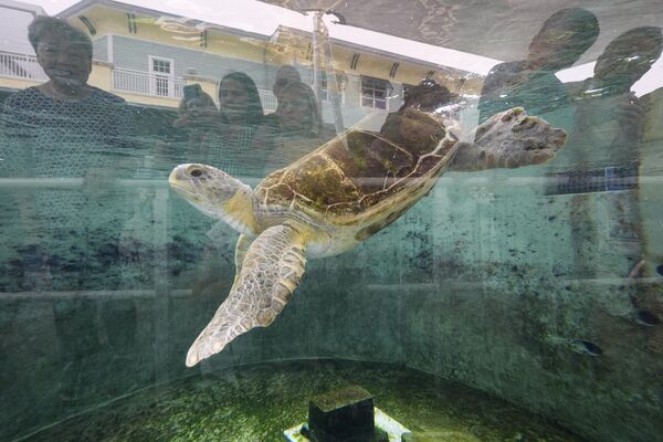 Visitantes observan una joven tortuga marina verde —que no puede regresar al medio natural debido a problemas de flotabilidad— en el Centro de Vida Marina Loggerhead, ubicado en la ciudad estadounidense de June Beach. Visitantes observan una joven tortuga marina verde —que no puede regresar al medio natural debido a problemas de flotabilidad— en el Centro de Vida Marina Loggerhead, ubicado en la ciudad estadounidense de June Beach. - Sputnik Mundo