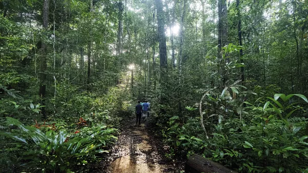 Bosque Nacional Caxiuana en Brasil - Sputnik Mundo