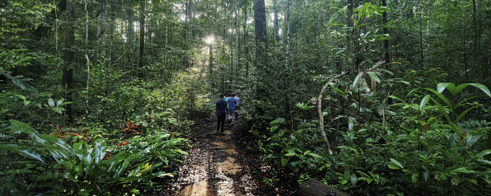 Bosque Nacional Caxiuana en Brasil - Sputnik Mundo, 1920, 07.06.2025