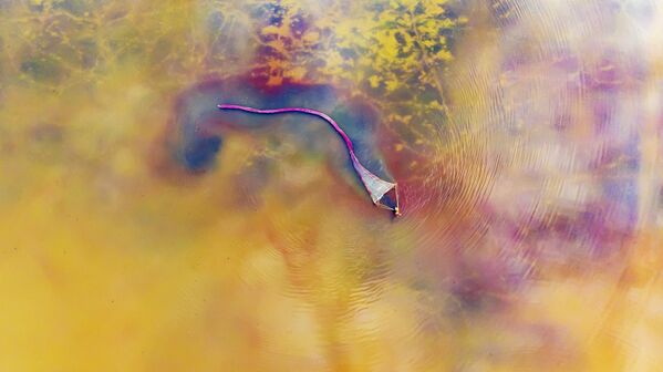 Vista aérea de un pescador recogiendo camarones en un lago salado en China. - Sputnik Mundo