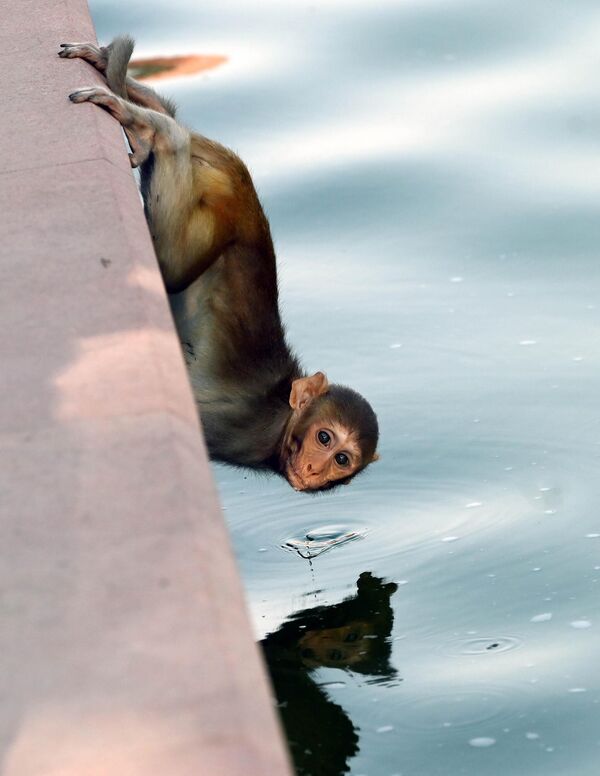 Un mono se refresca en la capital india, Nueva Deli. - Sputnik Mundo