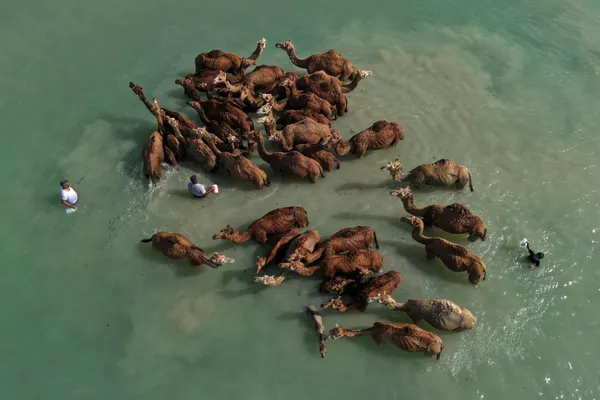 Camellos en el mar en la isla de Qeshm, situada en la costa meridional de Irán. Camellos en el mar en la isla de Qeshm, situada en la costa meridional de Irán. - Sputnik Mundo