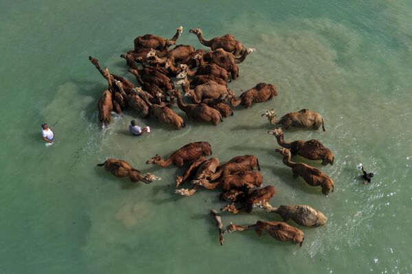 Camellos en el mar en la isla de Qeshm, situada en la costa meridional de Irán. - Sputnik Mundo