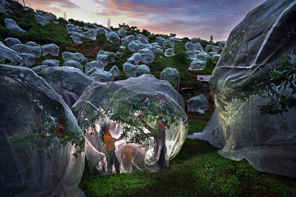 Árboles frutales bajo toldos, foto desde la XI edición del Concurso Internacional Andréi Stenin para fotoperiodistas jóvenes. - Sputnik Mundo