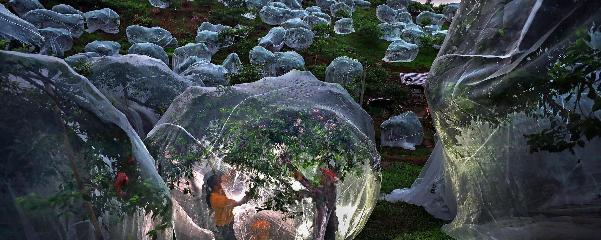 Árboles frutales bajo toldos, foto desde la XI edición del Concurso Internacional Andréi Stenin para fotoperiodistas jóvenes. - Sputnik Mundo, 1920, 17.06.2025