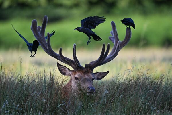 Aves posándose en la cornamenta de un ciervo en Bushy Park, Londres, el Reino Unido. La rara y pacífica interacción entre especies pone de relieve la armonía de la vida salvaje. Aves posándose en la cornamenta de un ciervo en Bushy Park, Londres, el Reino Unido. La rara y pacífica interacción entre especies pone de relieve la armonía de la vida salvaje. - Sputnik Mundo