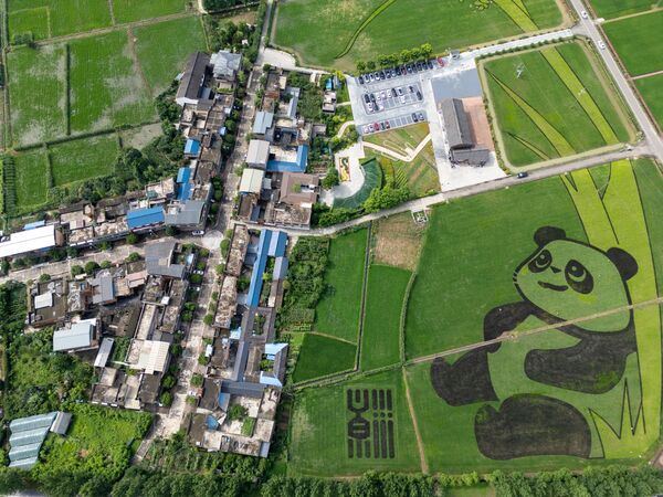 Un dibujo de un panda gigante en un extenso arrozal del Parque Nacional Industrial Agrícola Moderno Tianfu Granary, en la ciudad china de Chengdú. Un dibujo de un panda gigante en un extenso arrozal del Parque Nacional Industrial Agrícola Moderno Tianfu Granary, en la ciudad china de Chengdú. - Sputnik Mundo