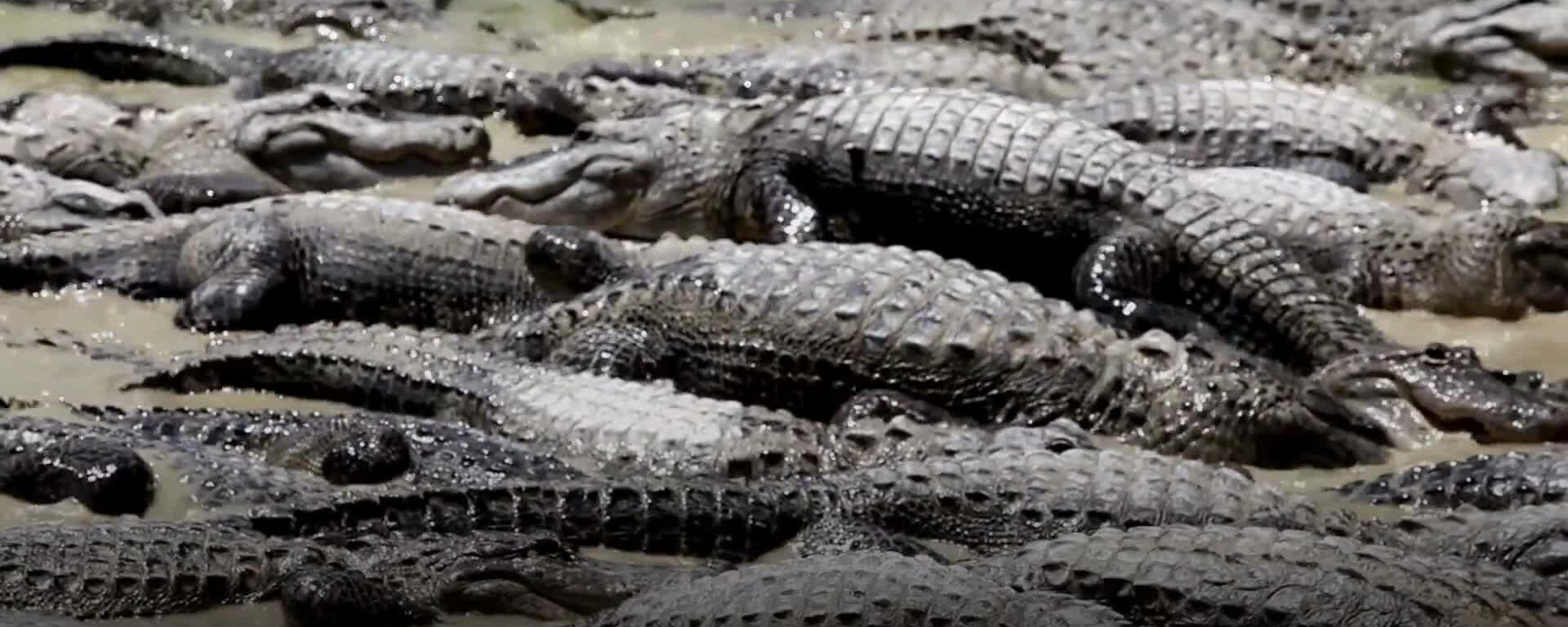 Trump inauguró la Alligator Alcatraz - Sputnik Mundo, 1920, 02.07.2025