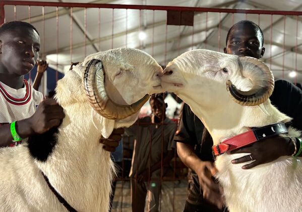 Un carnero Ladoum de 19 meses, Prive, acaricia suavemente a otro carnero, después de ganar un concurso de belleza para machos Ladoum adultos en Dakar, Senegal. Un carnero Ladoum de 19 meses, Prive, acaricia suavemente a otro carnero, después de ganar un concurso de belleza para machos Ladoum adultos en Dakar, Senegal. - Sputnik Mundo