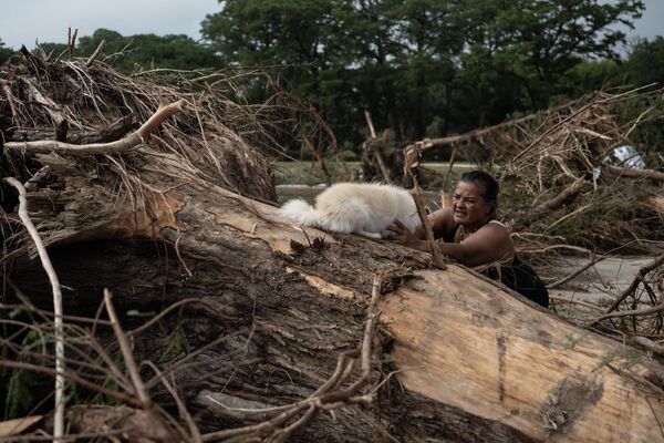 Una mujer coloca a su perro en un gran árbol arrancado de raíz por una inundación repentina en el parque Louise Hays Park. Una mujer coloca a su perro en un gran árbol arrancado de raíz por una inundación repentina en el parque Louise Hays Park. - Sputnik Mundo