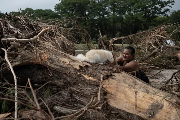 Una mujer coloca a su perro en un gran árbol arrancado de raíz por una inundación repentina en el parque Louise Hays Park. - Sputnik Mundo