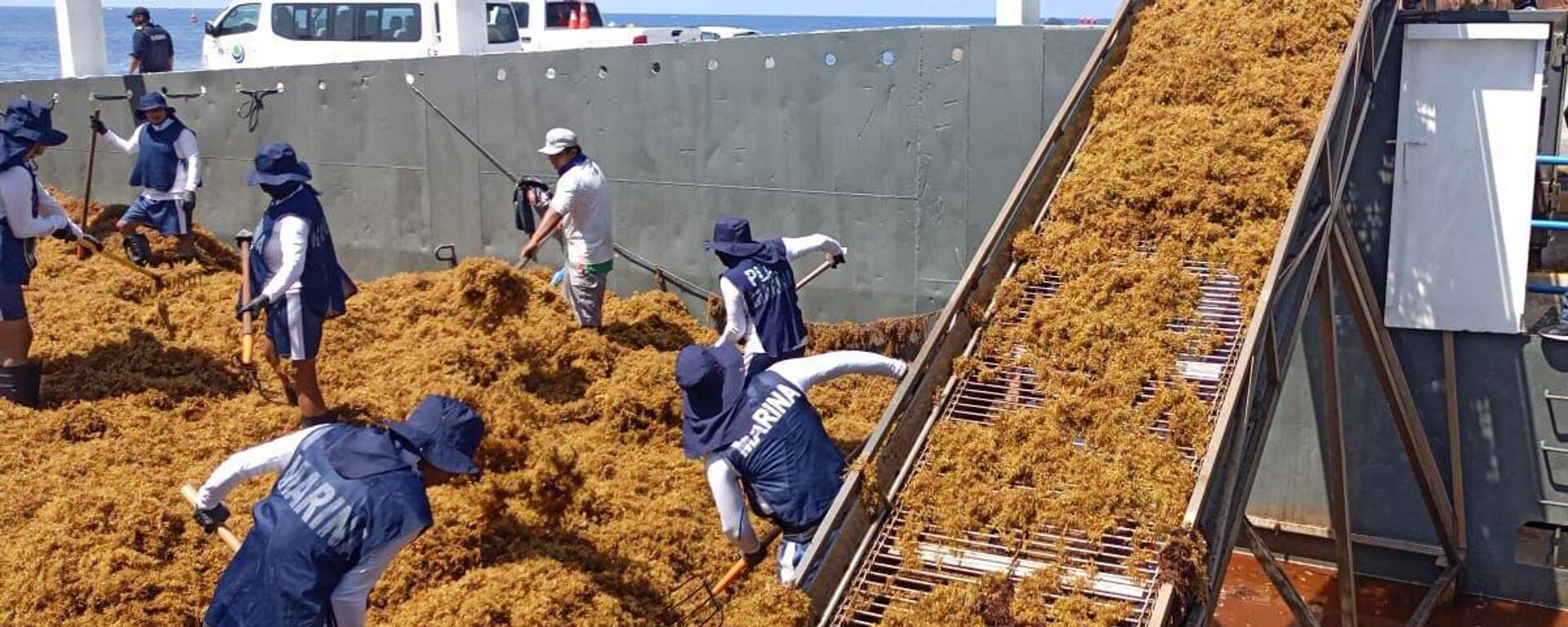 La Secretaría de Marina de México hace limpieza de sargazo en las playas del país. - Sputnik Mundo, 1920, 15.08.2025
