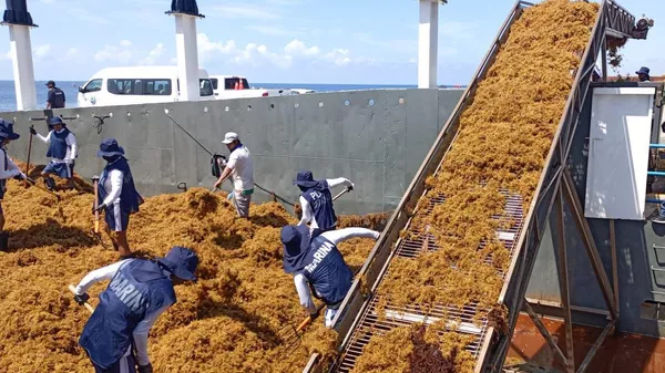 La Secretaría de Marina de México hace limpieza de sargazo en las playas del país. - Sputnik Mundo