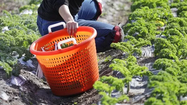 Los trabajadores agrícolas de EEUU temen en las redadas. - Sputnik Mundo