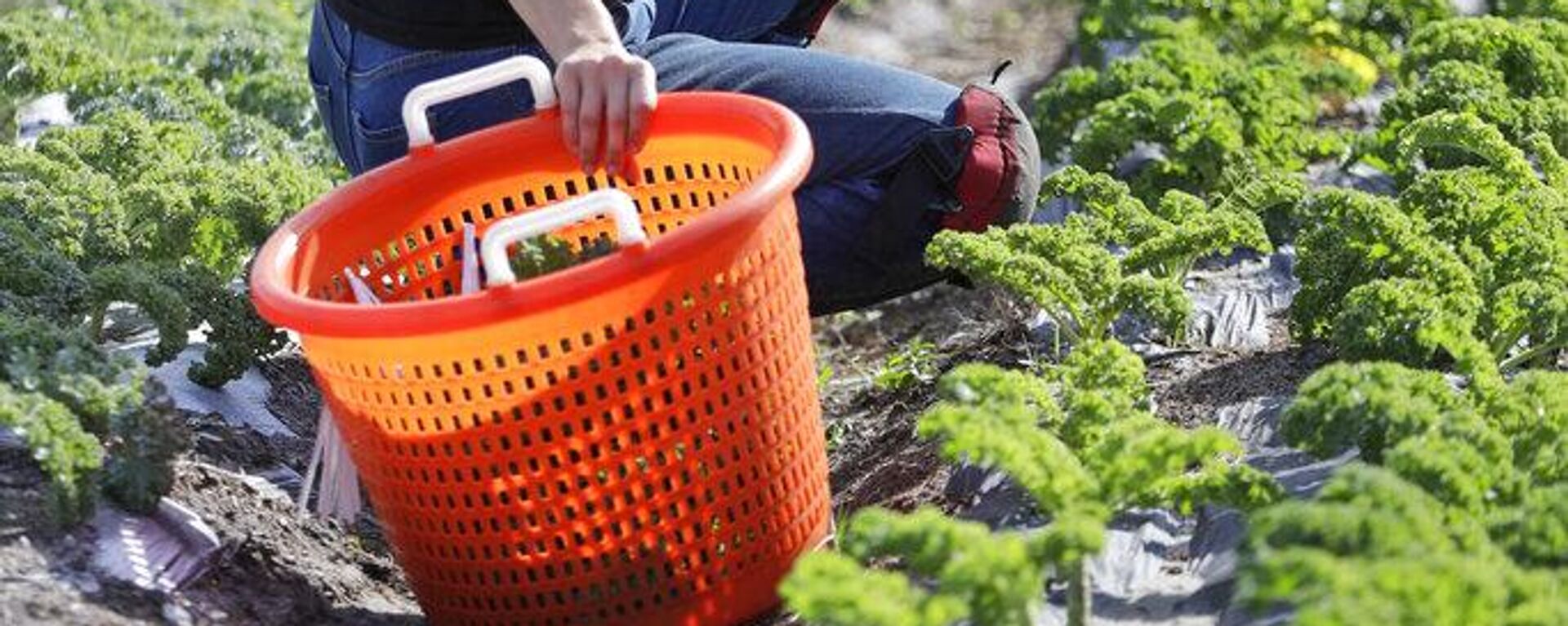 Los trabajadores agrícolas de EEUU temen en las redadas. - Sputnik Mundo, 1920, 15.07.2025
