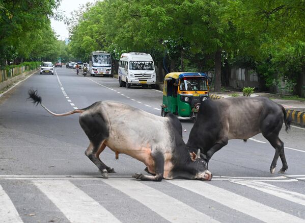Dos toros pelean en medio de una carretera en la India. - Sputnik Mundo
