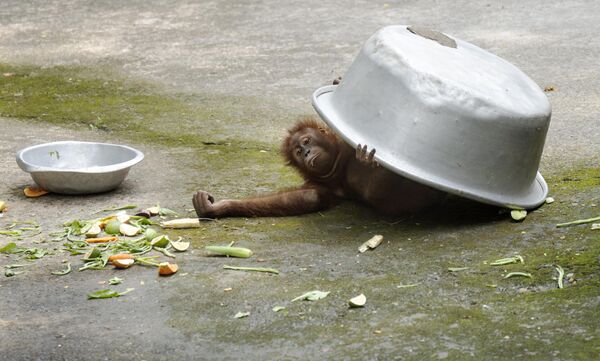 Un orangután usa un recipiente grande de aluminio para protegerse del sol en un caluroso día de verano en su recinto en la India. - Sputnik Mundo