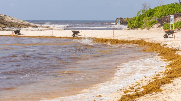 El sargazo es frecuente en el sureste de México. - Sputnik Mundo