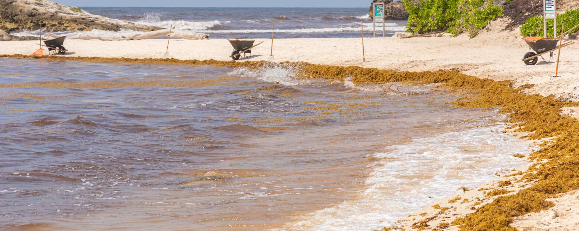 El sargazo es frecuente en el sureste de México. - Sputnik Mundo, 1920, 21.07.2025