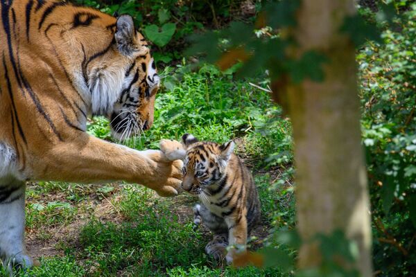 Tigresa ayuda a uno de sus cachorros a mantenerse en pie, en el zoológico de la ciudad alemana de Magdeburgo. - Sputnik Mundo