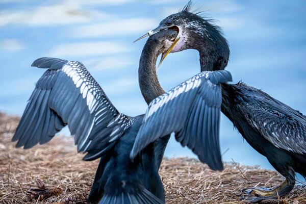 Un polluelo de aninga americana (Anhinga anhinga) metiendo la cabeza en la garganta de su madre mientras la alimenta con pescado, EEUU. - Sputnik Mundo
