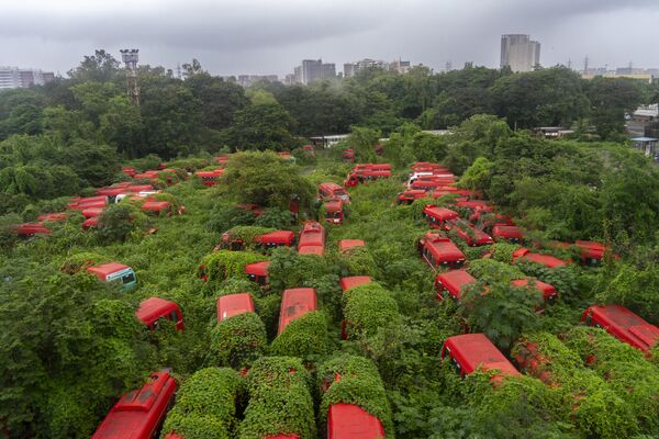 Plantas crecen junto a los minibuses de la empresa Brihanmumbai Electricity Supply and Transport en la India. - Sputnik Mundo