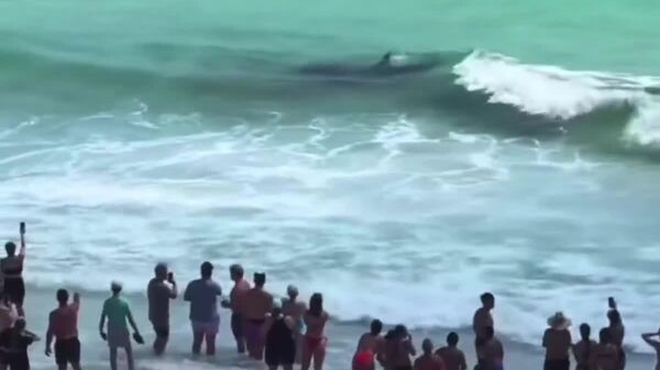 Tiburón vs - Sputnik Mundo