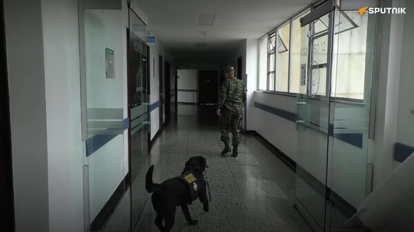 ‍🩹 Fuerza peluda: perros de terapia ayudan en la recuperación de soldados heridos - Sputnik Mundo