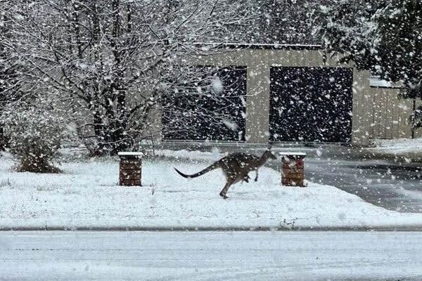 Australia quedó bajo la nieve - Sputnik Mundo