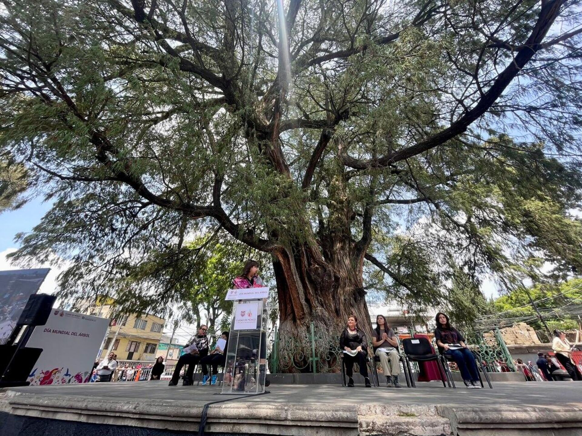 Ciudad de México declara a dos míticos árboles como patrimonio natural - Sputnik Mundo, 1920, 05.08.2025