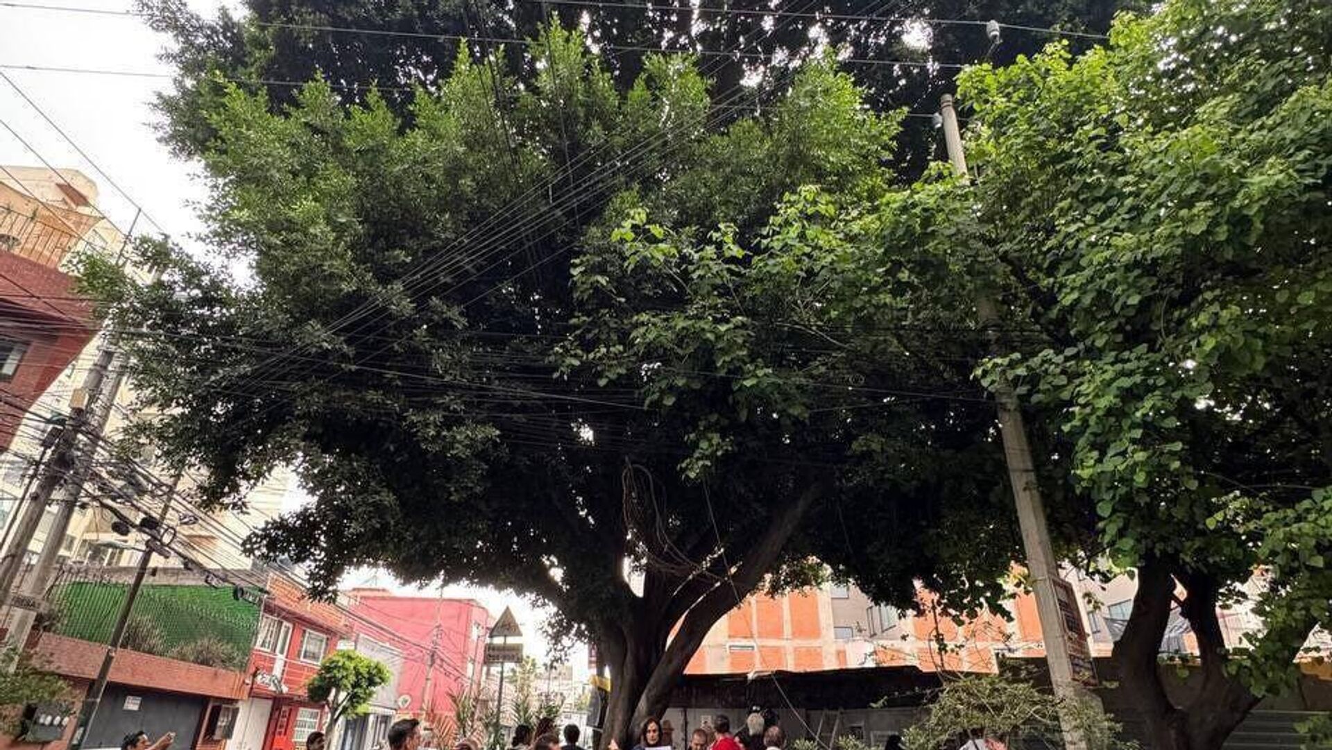 Ciudad de México declara a dos míticos árboles como patrimonio natural Ciudad de México declara a dos míticos árboles como patrimonio natural - Sputnik Mundo, 1920, 05.08.2025