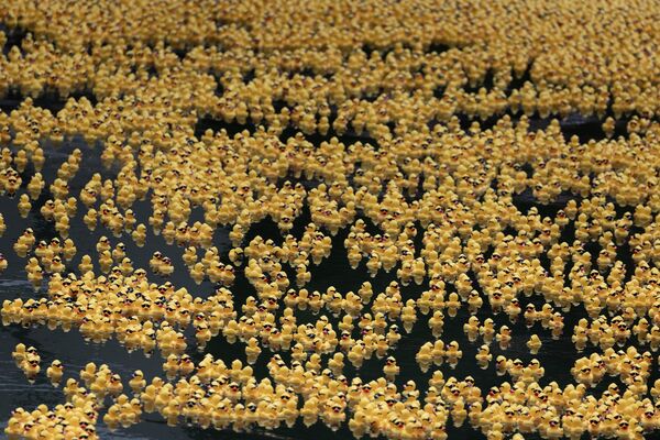 Maratón benéfica de unos 80.000 patos de goma en el río Chicago, EEUU. - Sputnik Mundo