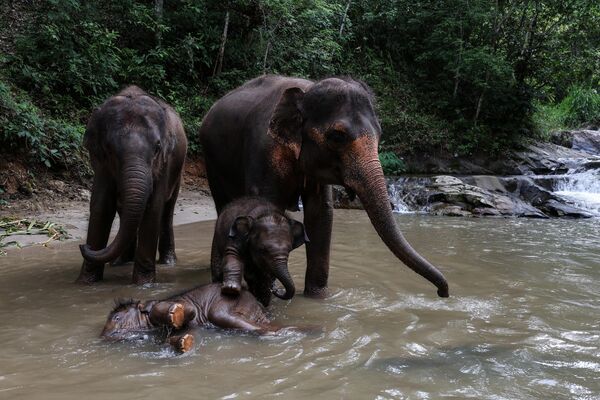 Elefantes se bañan en un río en Tailandia. - Sputnik Mundo
