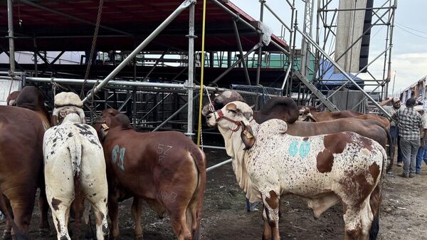 Feria Ganadera Agostina Internacional 2025 - Sputnik Mundo