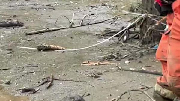 Rescatan a perrito de alud en Gansu, China - Sputnik Mundo