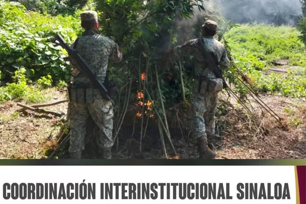 Incautan 7 laboratorios clandestinos y un plantío de marihuana en el norte de México - Sputnik Mundo