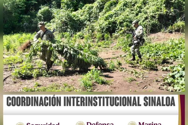 Incautan 7 laboratorios clandestinos y un plantío de marihuana en el norte de México - Sputnik Mundo