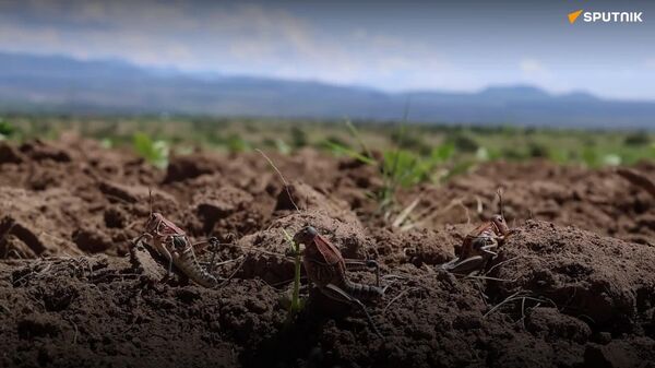 Agricultores enfrentan plaga de chapulines en Zacatecas - Sputnik Mundo
