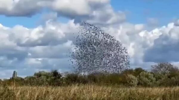 La danza de los pájaros: pescadores rusos captan un fenómeno natural inusual - Sputnik Mundo
