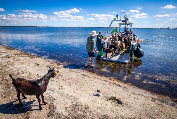 Al menos de 22 cabras son transportadas a través de la bahía de Wismar hasta el santuario de aves. Tras la temporada de cría de aves marinas, las cabras se utilizarán como ecologistas paisajistas, alimentándose de plantas y arbustos en la isla de Walfisch del mar Báltico. - Sputnik Mundo