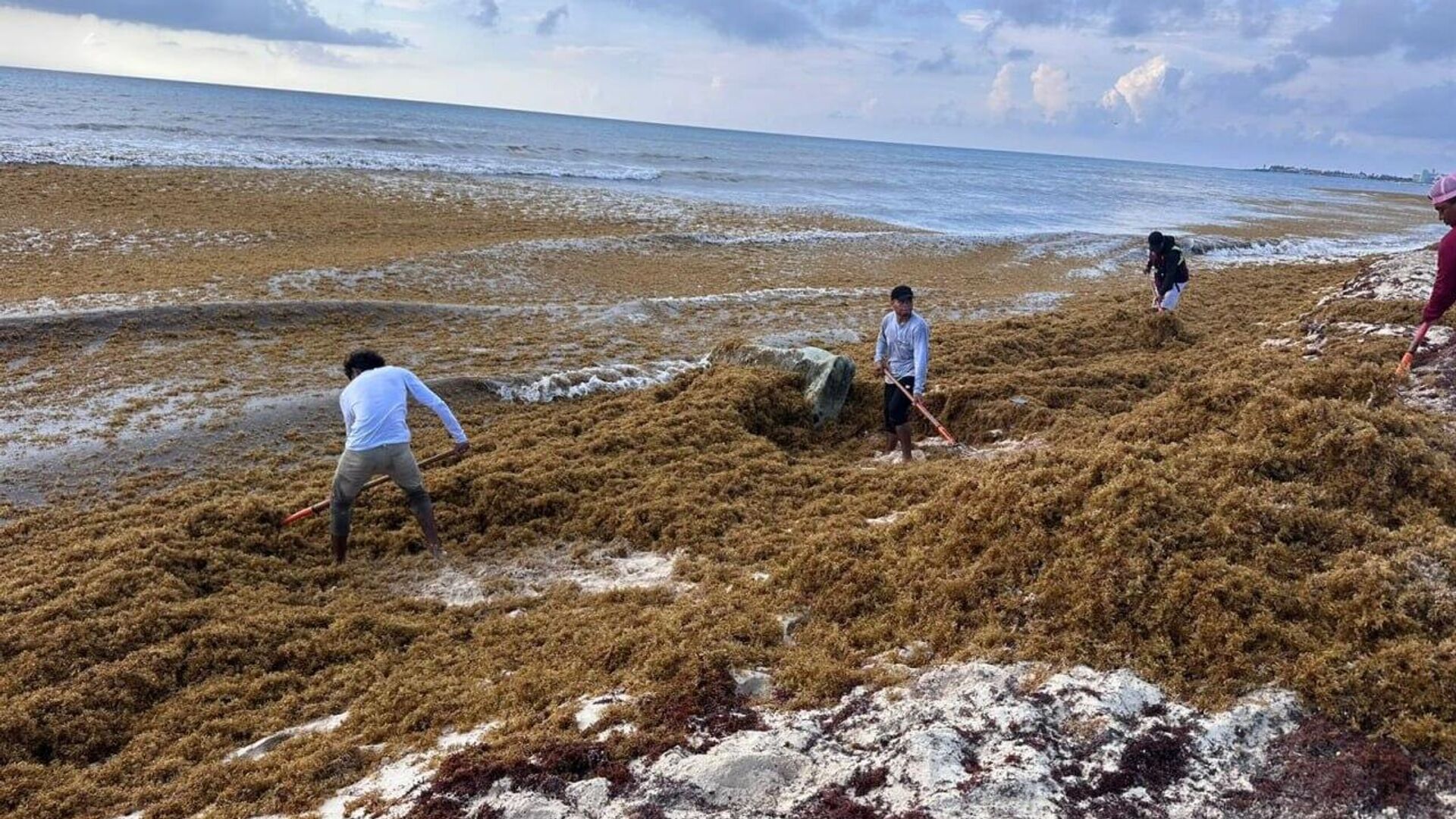 De enemigo a aliado: así es como México planta cara al sargazo que ahuyenta al turismo (Parte 2) De enemigo a aliado: así es como México planta cara al sargazo que ahuyenta al turismo (Parte 2) - Sputnik Mundo, 1920, 23.08.2025