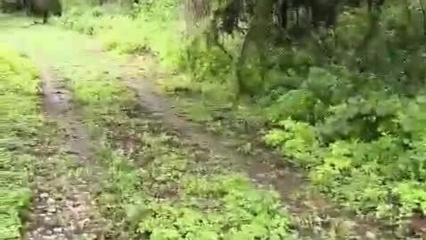 Videograban por primera vez a felino sigiloso en Morelos, al centro de México - Sputnik Mundo