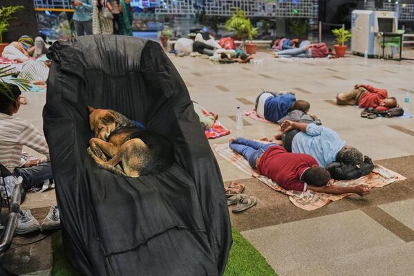 Un perro callejero duerme en un sillón reclinable mientras los viajeros descansan en el suelo en una terminal de autobuses interestatal en la ciudad de Lucknow, en la India. - Sputnik Mundo